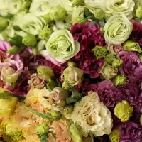 云南桔梗鲜切花