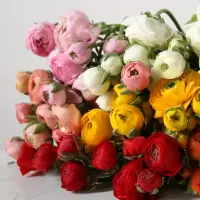 48小时顺丰发货[玫瑰皇后]云南基地直发洋牡丹鲜花花束