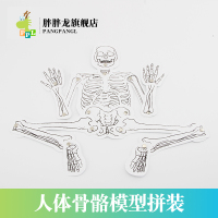 科学物理实验器材益智玩具科技制作 diy人体骨骼模型拼装