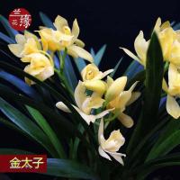 浓香型兰花苗大花蕙兰墨兰建兰花卉盆栽绿植室内植物盆景兰花盆栽