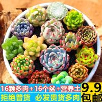 贵货多肉 1至28颗精选多肉植物组合玉露桃蛋 红宝石 盆栽绿植花卉