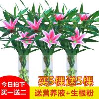 水培植物富贵竹花卉转运竹绿植盆栽客厅卧室水养净化空气盆景