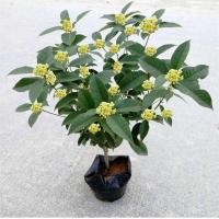 四季开花桂花树苗盆栽庭院绿化美观浓香型花卉绿植室内好养的花苗