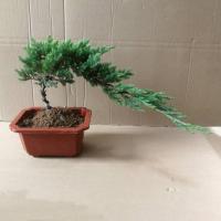 盆景迎客松实拍室内植物松树盆景盆栽办公室庭院景观绿植盆栽花卉