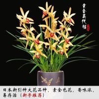 浓香型兰花直播间精品名贵兰花苗春兰盆栽室内绿植花卉