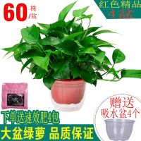 绿萝盆栽吸水室内花卉批发除甲醛新房长藤绿萝防辐射植物水培绿植