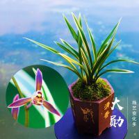 兰音汇精品正品兰花浓香型蕙兰墨兰建兰春兰苗室内绿植当年开花