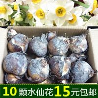 [10颗]正宗漳州水仙花种球特级大种球水培种子水仙盆栽花卉