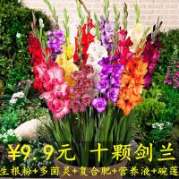 [10颗特价]多年生进口剑兰种球花苗唐菖蒲花卉种子绿植开花植物