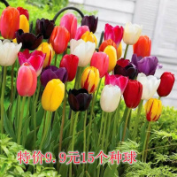 [15颗特价9.9]荷兰进口郁金香种球种子秋冬季室内水养花卉盆栽