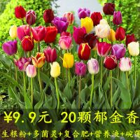 [20颗特价]多年生郁金香种球水培土培花苗种子花卉盆栽开花植物