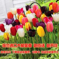 [30颗特价]荷兰进口郁金香种球种子花卉盆栽百合风信子四季开花