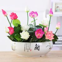 [40粒种子+盆+河泥+营养液+]碗莲种子四季播种水培植物荷花种子