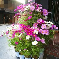 [买1发3]波斯菊种子1000粒四季播种格桑花卉种子花籽植物易种