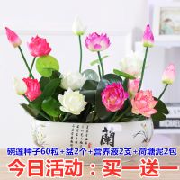 [买一发二]碗莲种子套装水培植物睡莲荷花室内四季盆栽绿植花卉