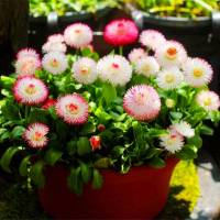 50粒进口小雏菊种子易种活夏季驱蚊香花卉种子阳台庭院盆栽种植