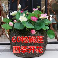 四季播种碗莲种子已开口水培植物睡莲荷花种子室内盆栽绿植花卉
