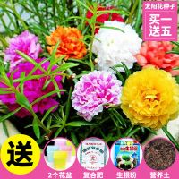 四季易种花种子易活太阳花种子花卉室内外阳台鲜花盆栽植物观花种