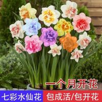 水仙花种球水培植物室内绿色花卉水仙花种子盆栽四季种植