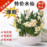 水仙花种球盆栽水培植物室内绿植盆栽水仙花种子四季种植花卉耐寒
