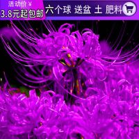 石蒜 6个彼岸花种球+盆+土+肥+生根粉彼岸花种子曼珠沙华植物盆栽
