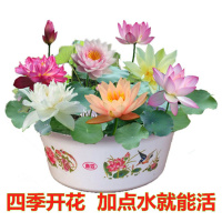 碗莲种子套装水培植物已开口四季播种室内水养水生荷花睡莲花盆