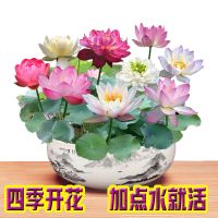 碗莲种子水培植物室内四季开花阳台易活水养盆栽睡莲荷莲花卉种子