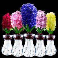 荷兰进口风信子种球花卉种子室内四季盆栽观花风信子土培水培套装