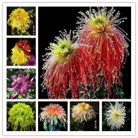 菊花种子室内外阳台庭院花卉种子四季种易活开花不断盆栽植物花卉
