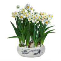 进口水仙花种球 水养植物球根室内水培花卉冬季盆栽水仙种子