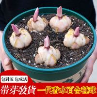 进口香水百合种球带芽重瓣大球花卉种子室内阳台四季易活盆栽绿植