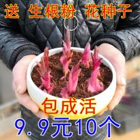 香水百合种球带芽耐寒四季开花盆栽室内阳台花卉绿植种子百合花苗