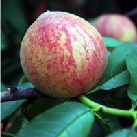 买1棵送1棵嫁接桃树苗盆栽地栽桃子黄桃阳山水蜜桃树苗南北方种植 春雷桃 1年苗(买一棵送一棵不包活)