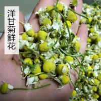 洋甘菊果冻面膜红血丝皮肤专用免洗睡眠面膜修护补水温和舒缓