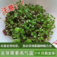 会发芽的海藻面膜贴成型免调试贴片式泰国超小颗粒补水保湿