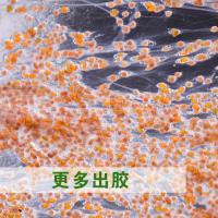 蘭馨娜泰国海藻面膜1000g细小颗粒海藻王补水保湿大包装院装