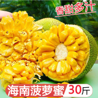 星派果海南菠萝蜜30-35斤菠萝蜜黄肉甜波罗蜜当季新鲜水果整箱