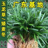 玉龙草苗马尼拉 日本矮麦冬草工程庭院四季常绿 草坪草皮绿化植物 播种