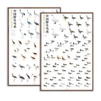 正版 《中国野生鸟类》系列海报游禽款大中型游禽野生鸟类的手绘图鉴自然科学动物百科鸟类科普游禽款大中型游禽款中国国家