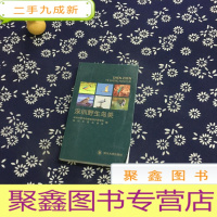 正 九成新深圳野生鸟类