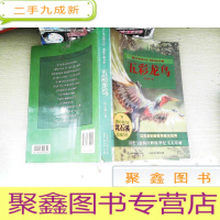 正 九成新五彩龙鸟