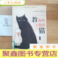 正 九成新教海鸥飞翔的猫