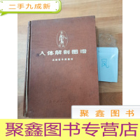 正 九成新人体解剖图解