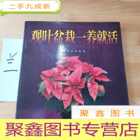 正 九成新观叶盆栽一养就活