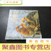 正 九成新中华精灵 金丝猴