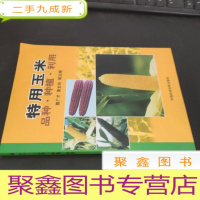 正 九成新特用玉米 品种 种植 利用