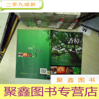 正 九成新香樟开发利用