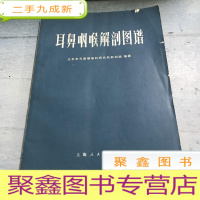 正 九成新耳鼻咽喉解剖图谱。