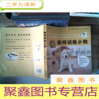 正 九成新如何训练小狗