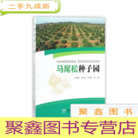 正 九成新马尾松种子园